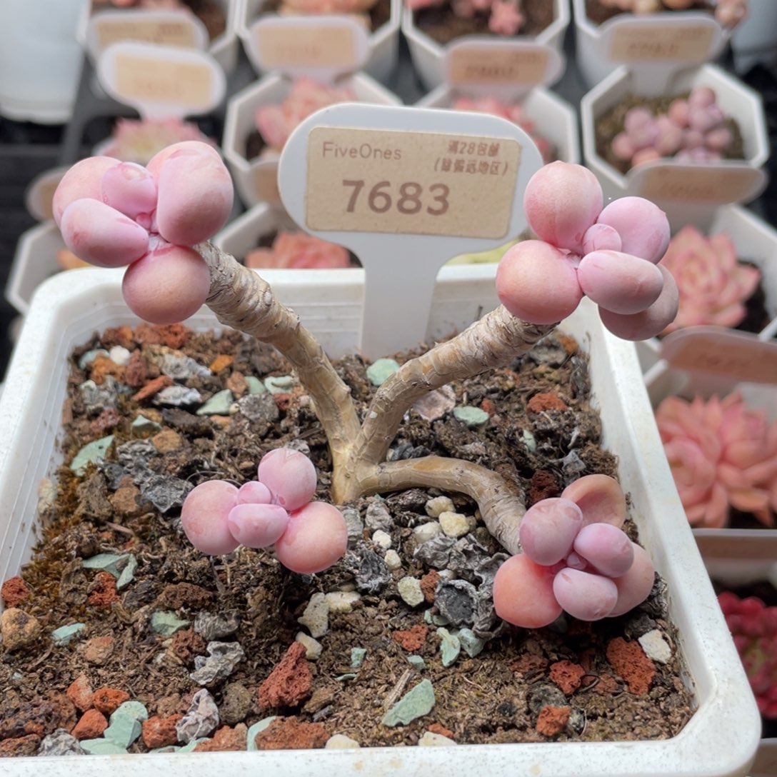 腰子蛋7683-8.0厘米