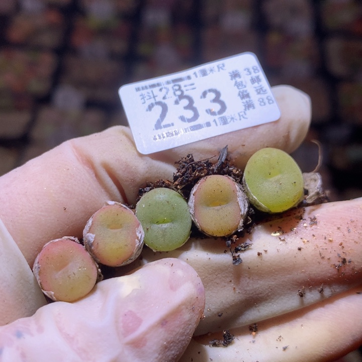 精品生石花28.233