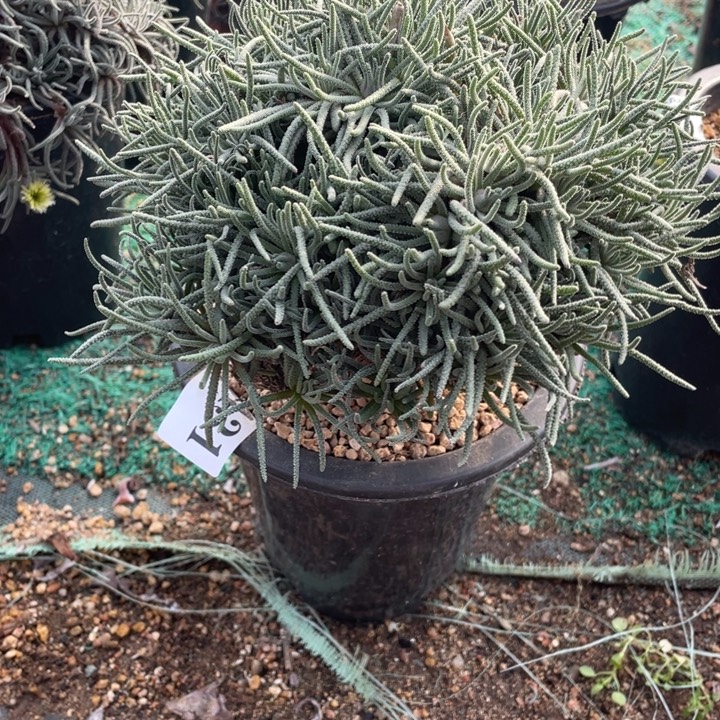 431号天赐山东多肉植物