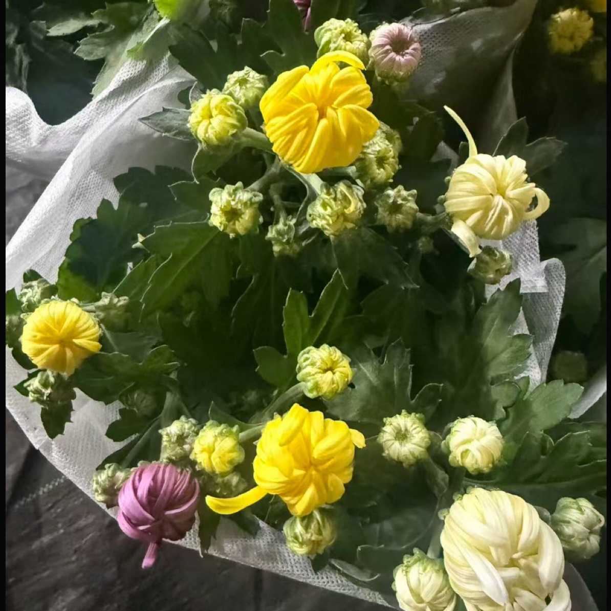 国华三色龙爪带原土优质绿植适合室内外种植好养易活