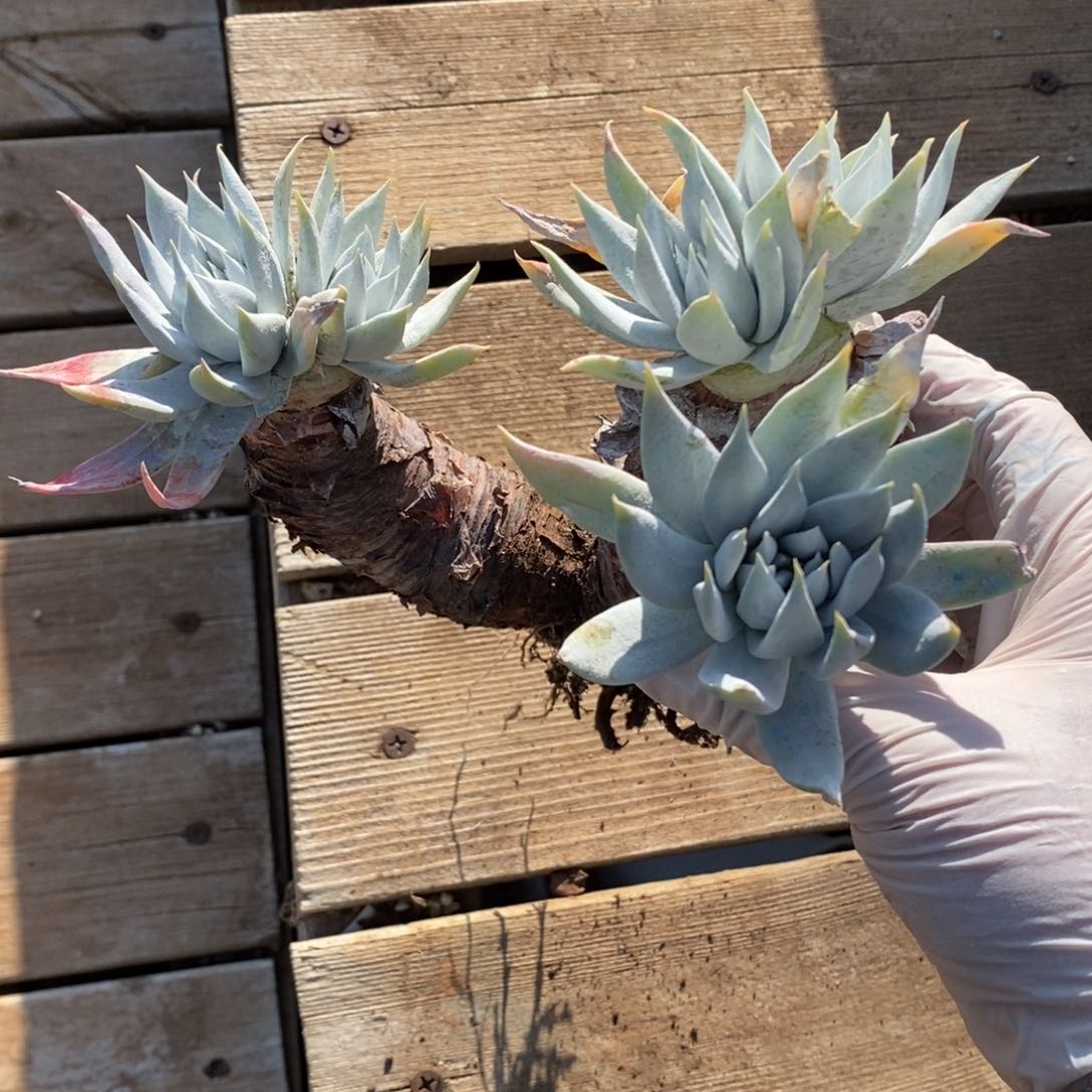 133号苹果叶粗腿子