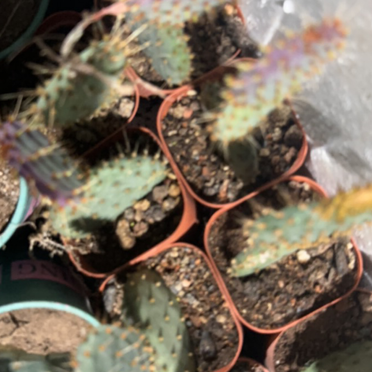 一行园艺【圣丽塔】1颗