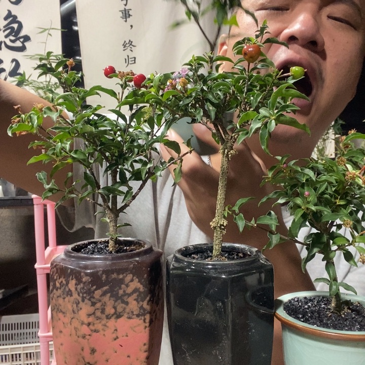 无花朵李氏樱桃一盆，完美主义者别拍，掉花掉果，养死补发素材，一盆