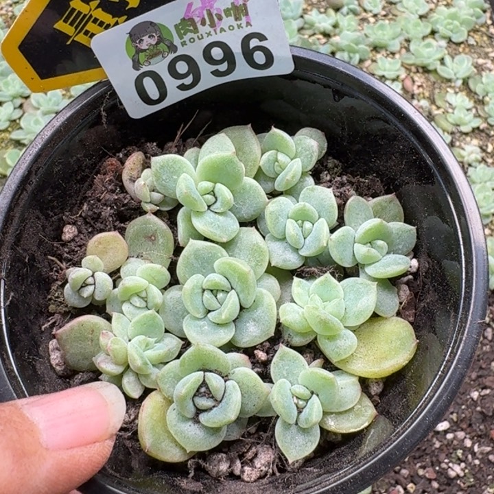 多肉植物多肉植物