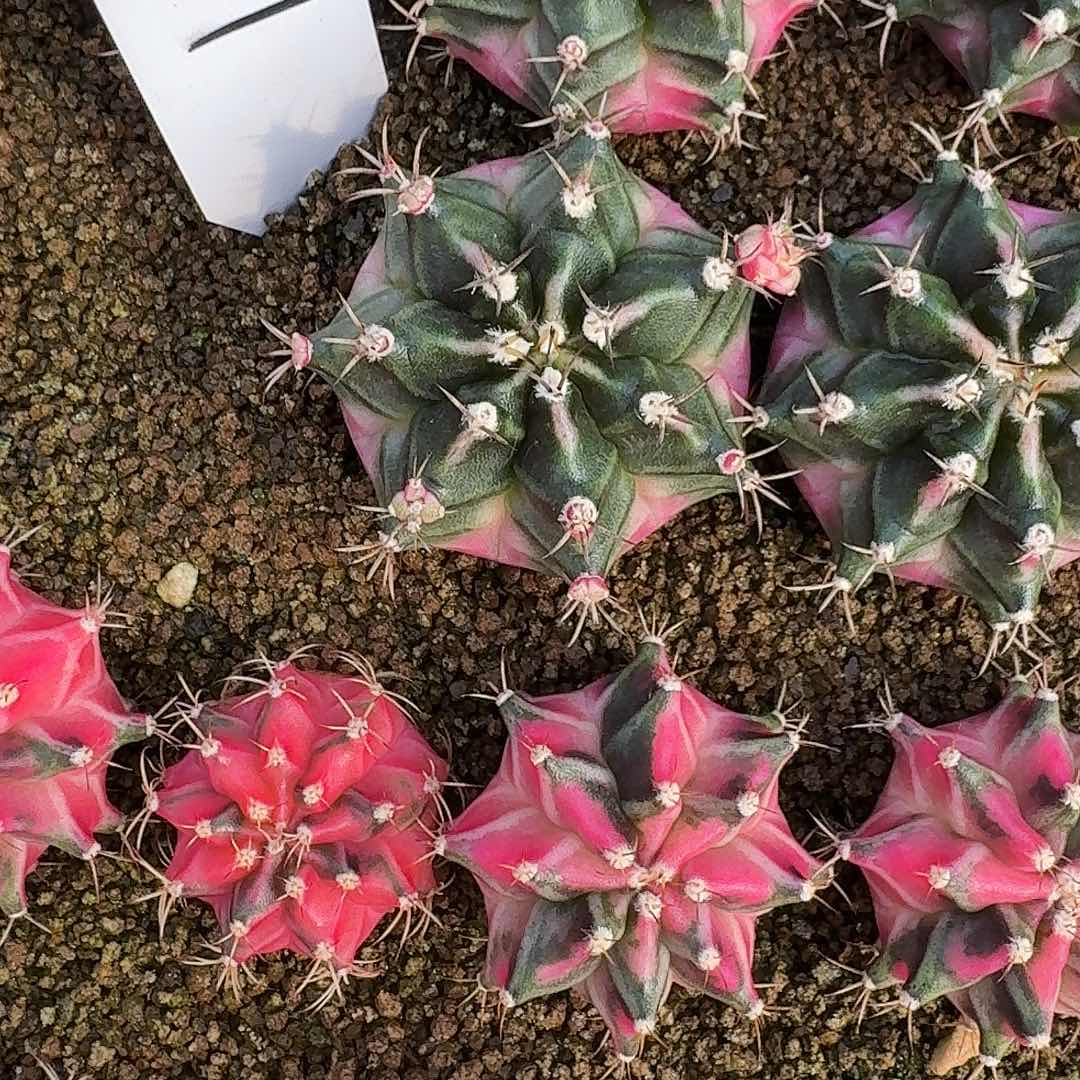 L105-1128广东发货 泡泡糖