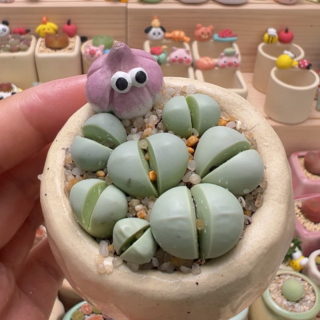 多肉植物29号元宝