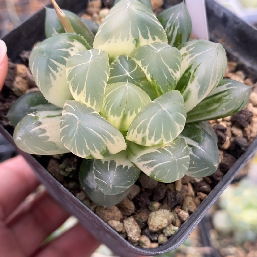 121糊斑水晶×冰川一物一拍
