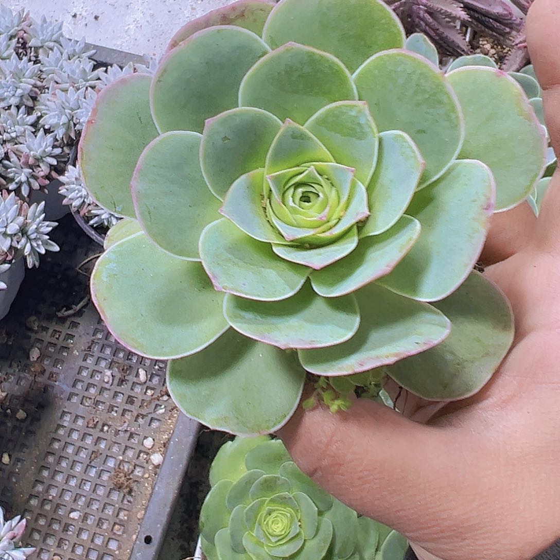 潘多拉玫瑰19包邮多肉