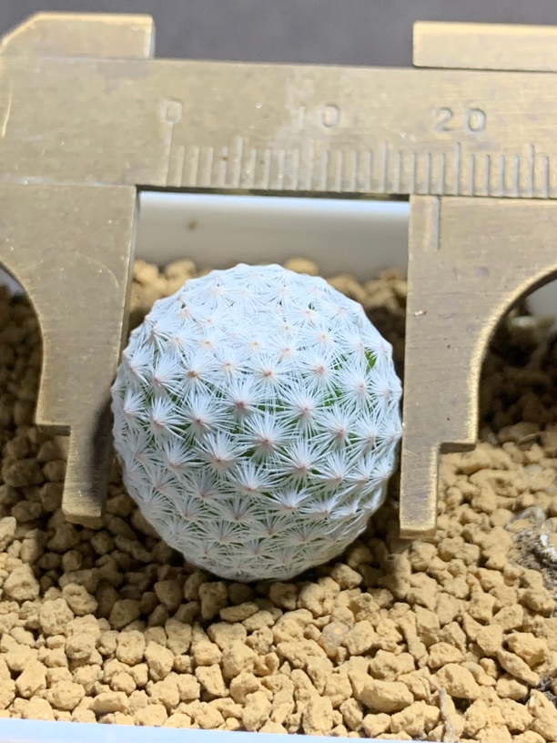 1实生大玉白鸟 一物一拍包邮非偏远