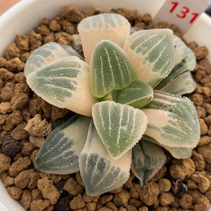 131号实生糊斑磨面锦