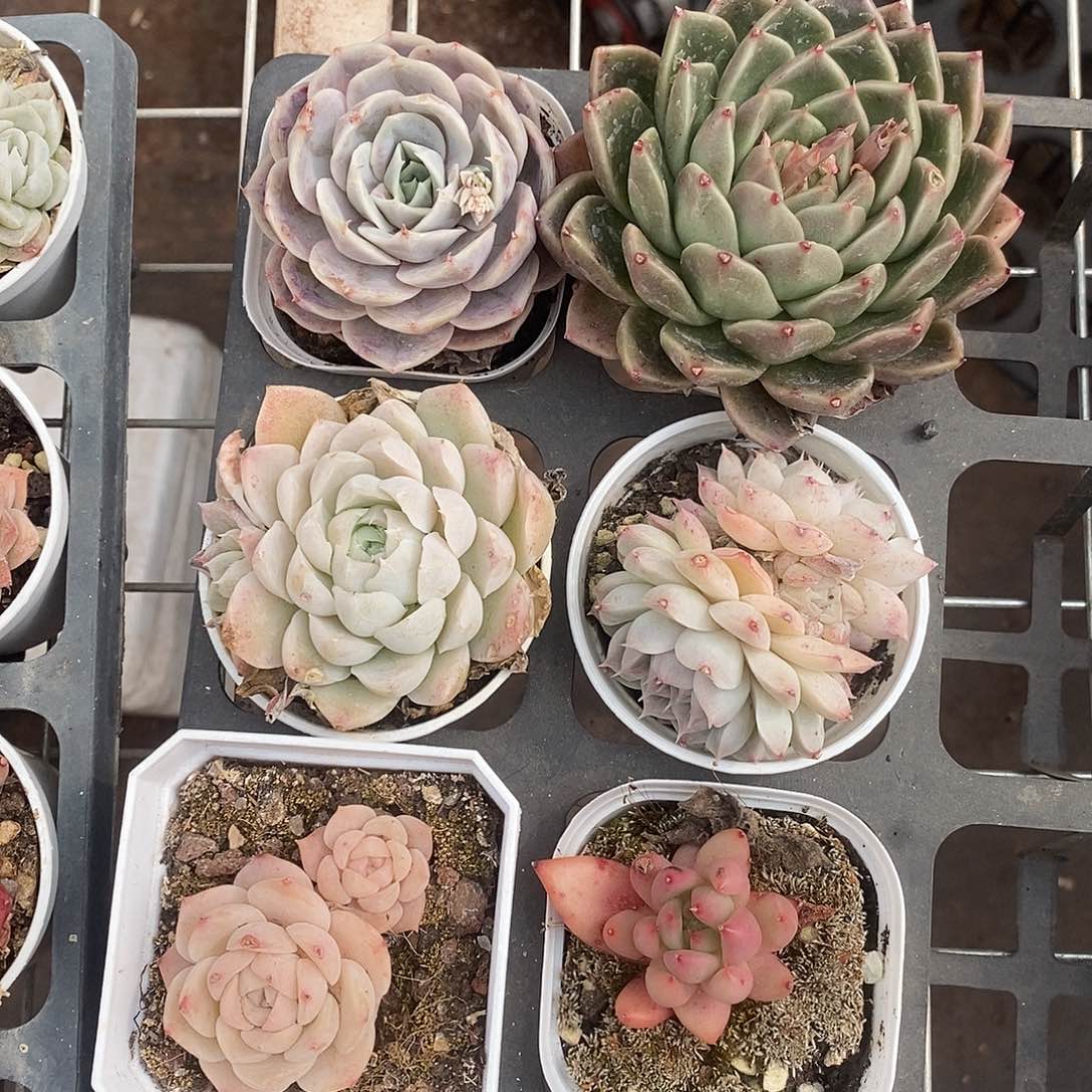 清棚福利一物一拍17