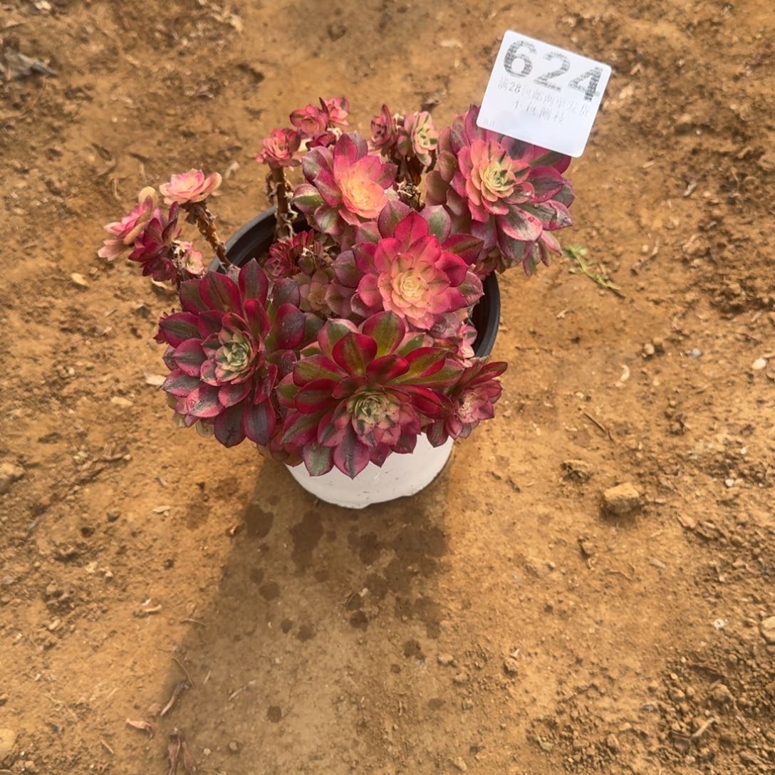 ?****秀624号倾城头福利不包损