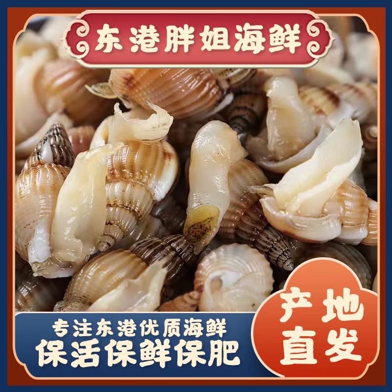【大海锥】海螺丝 海撒 鲜活发货海螺丝 顺丰发货
