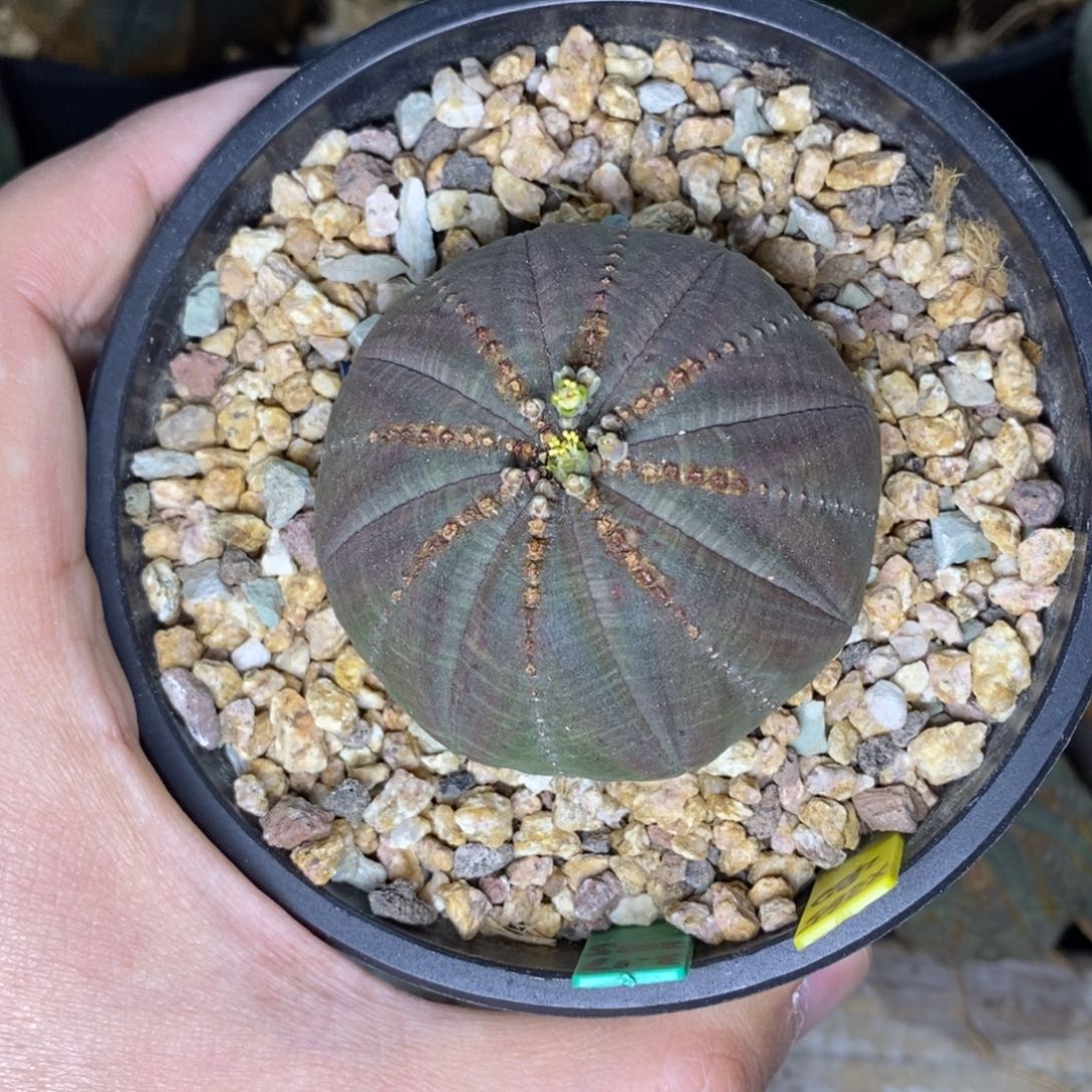 16 欧系实生布纹球多肉植物