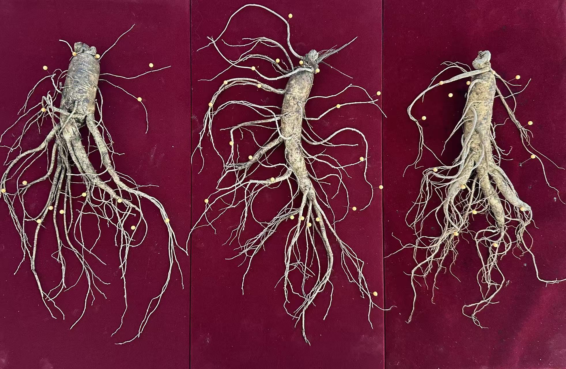 [吉丰堂]长白山6年鲜人参（泡酒专用）