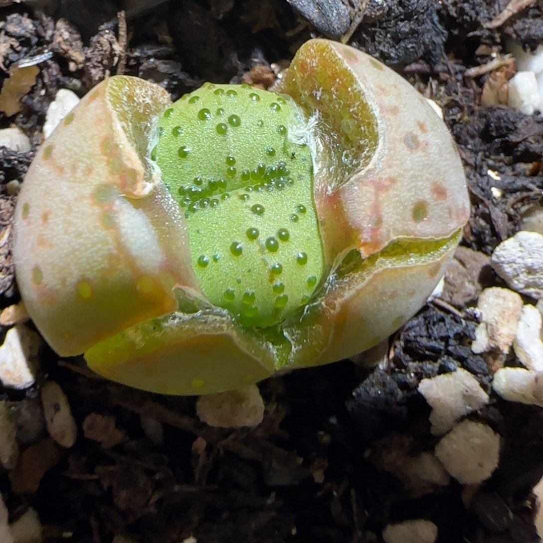 肉锥多肉植物百科30-火龙果安贞1220