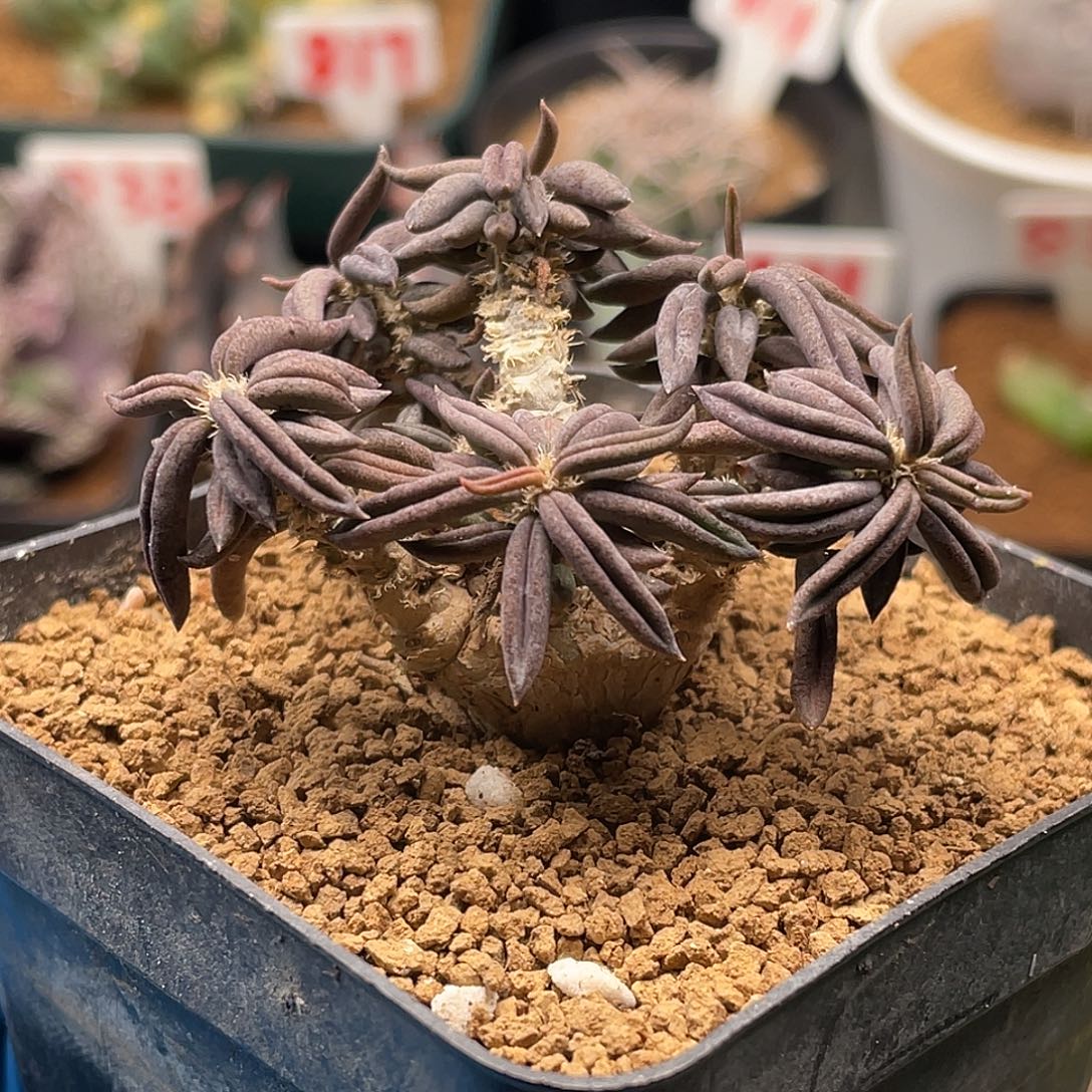 实生老桩雀舌麒麟仙人球