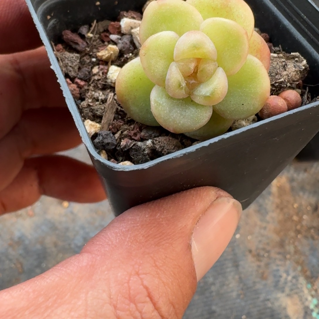 神奇一物一趴拍专拍