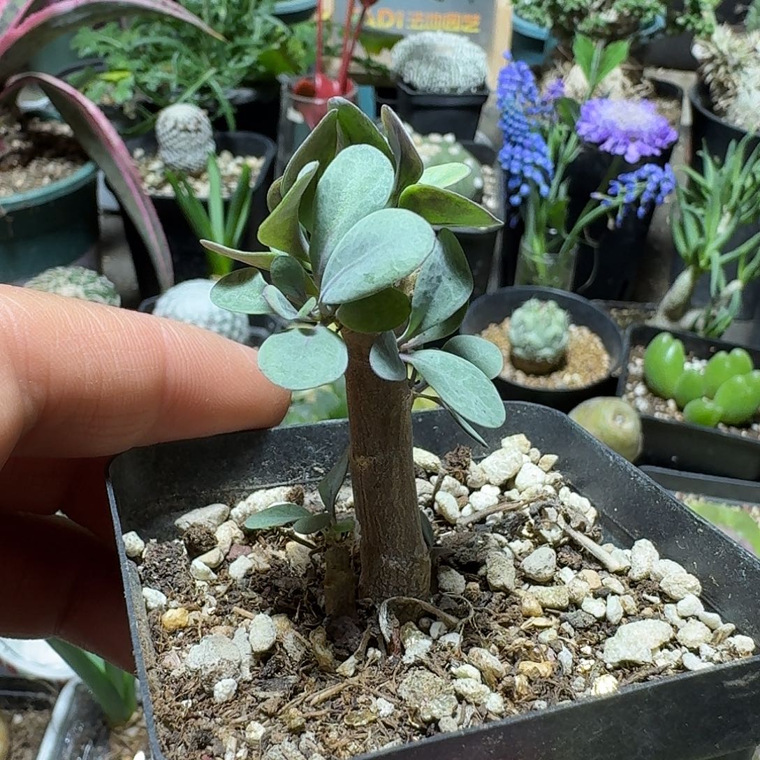 480美尻厚敦菊带盆发货