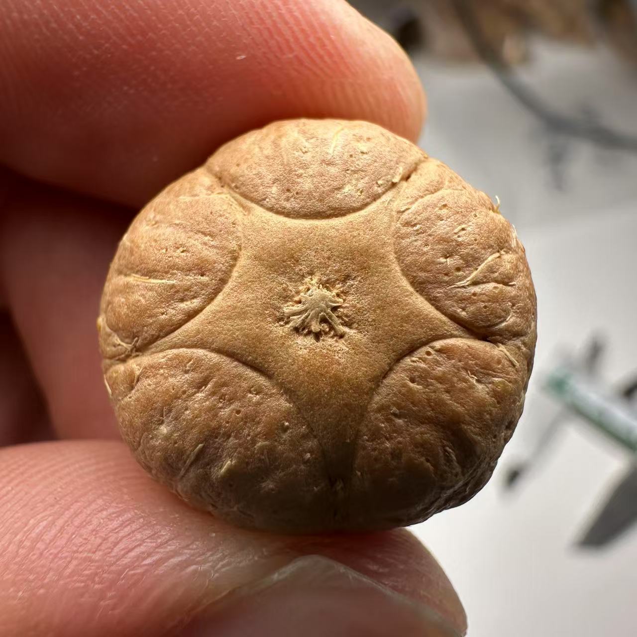尼泊尔五星菩提，尺寸20，sss系列，货号49
