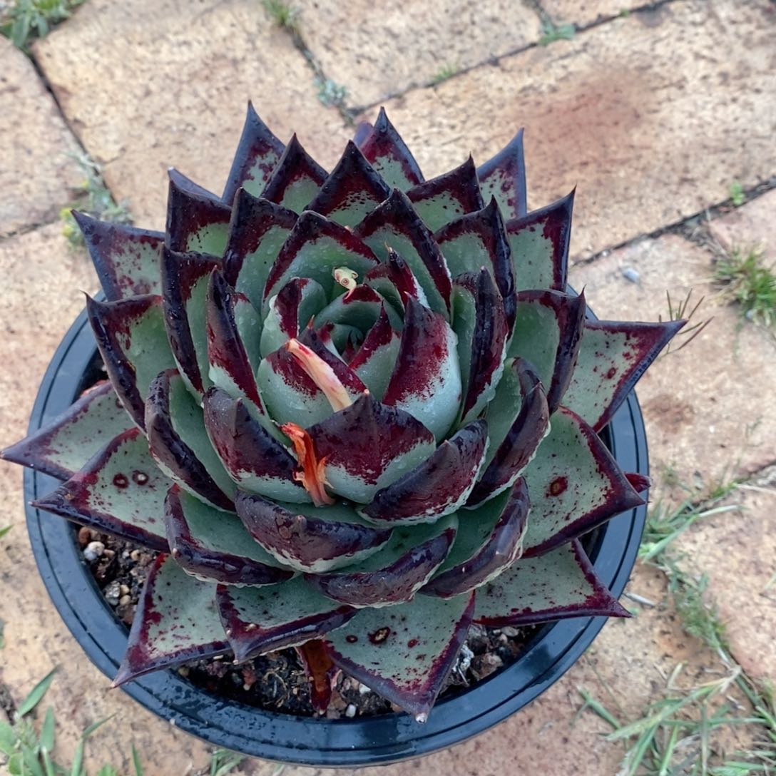 坐*福利特价美乌特漏