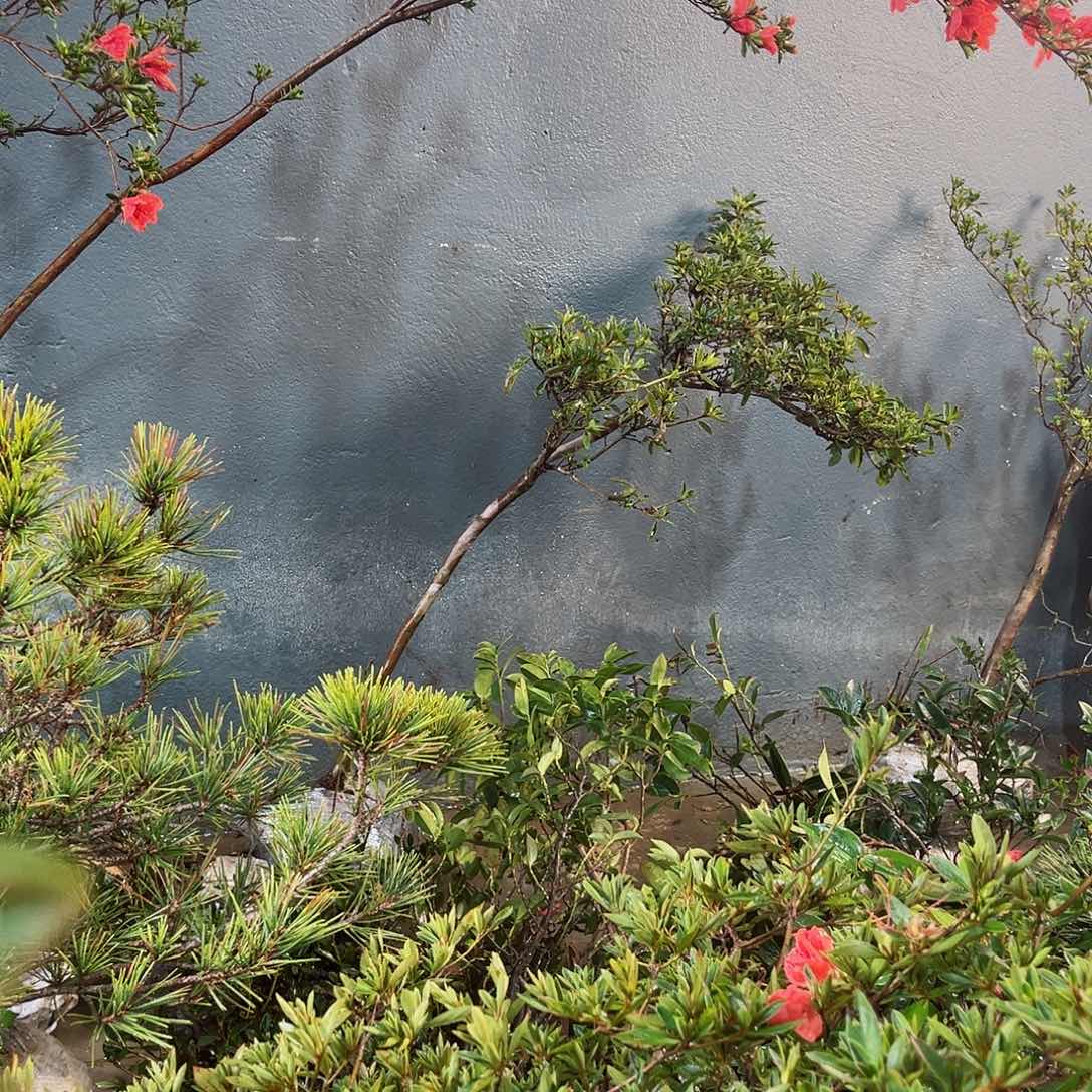 映山红等各种各样不同风