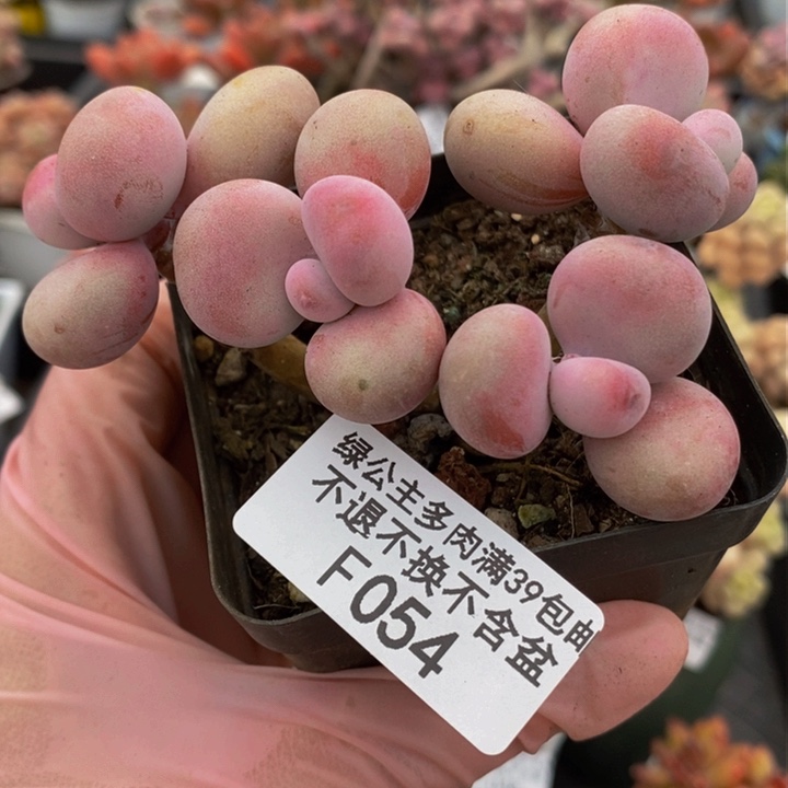 腰子桃蛋8cm054多肉植物