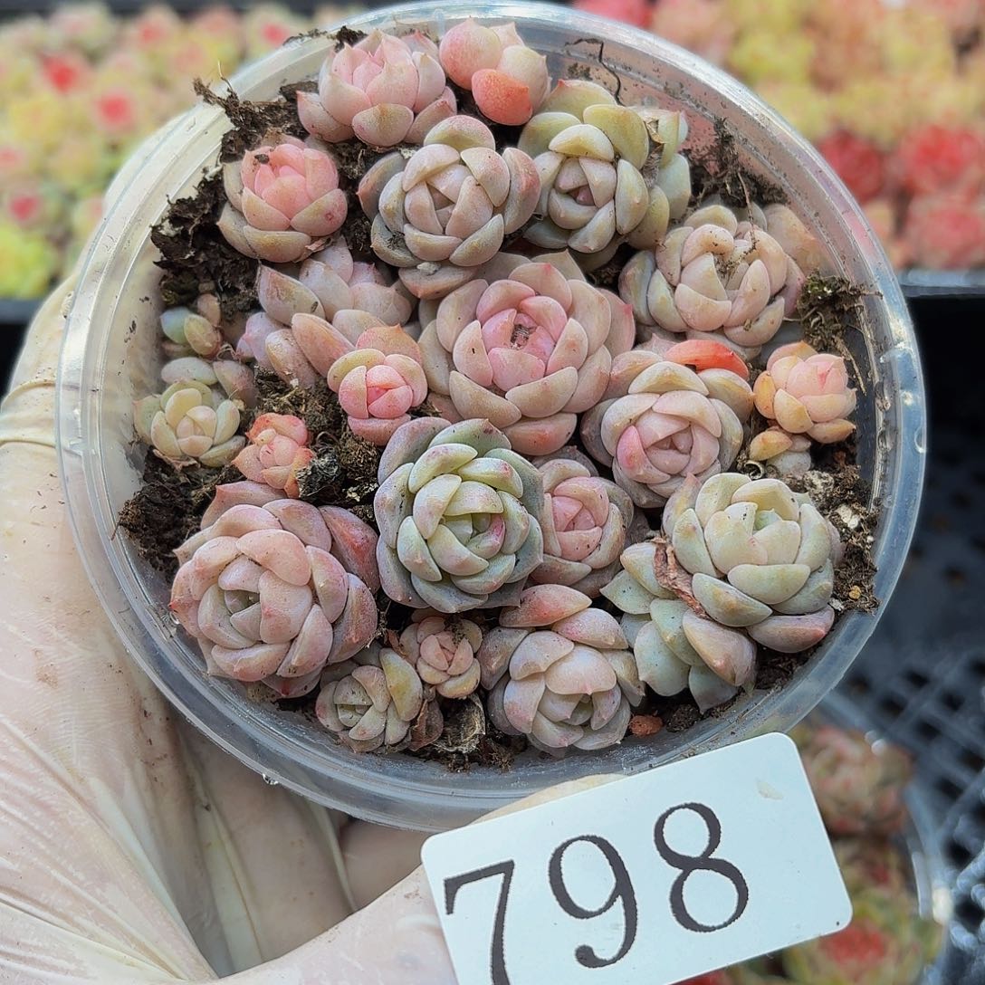 多肉植物多肉植物798