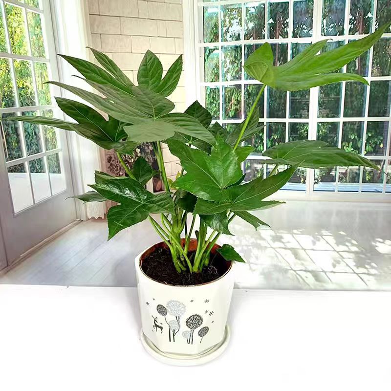 八角金盘盆栽树八方来财苗耐热晒室内外阳台庭院观叶花卉