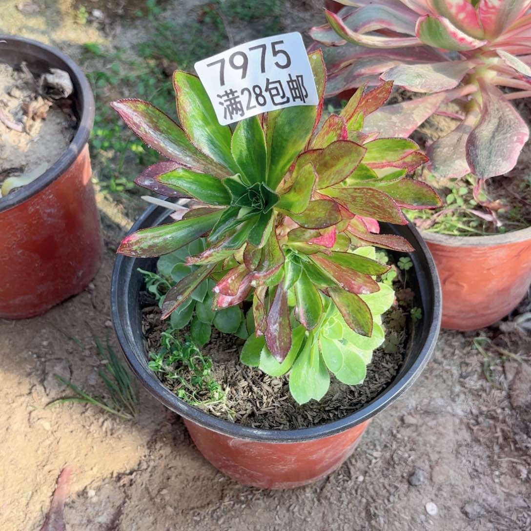 A. 7975魅影斑点彩母本多肉