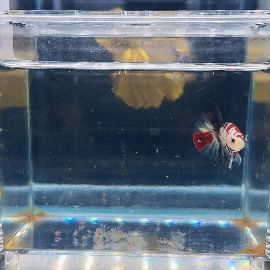斗鱼活体观赏鱼好养耐活