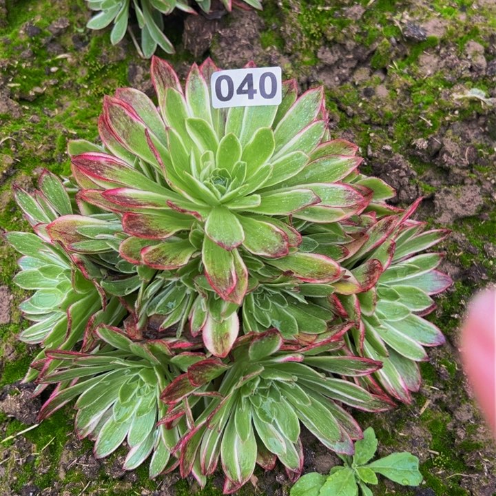 040多肉植物组合盆栽