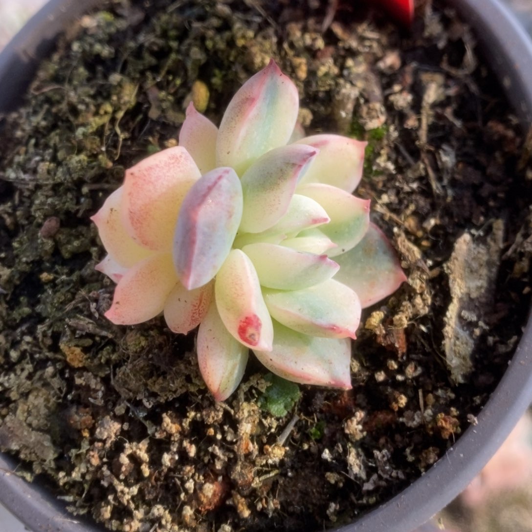 768雨燕座福利4公分小的