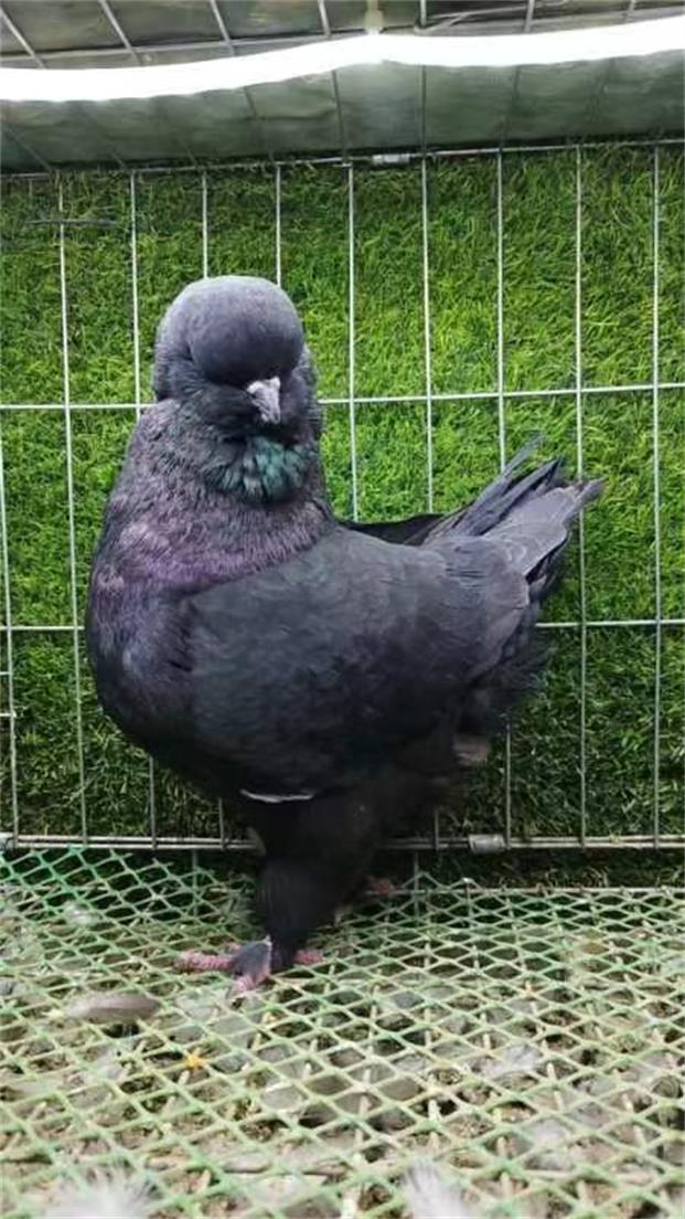 【直播专享】 大体黑色元宝圆环鸽  生鲜鸽子