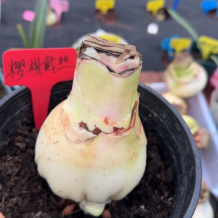 樱桃黛丝大球朱顶红带花剑