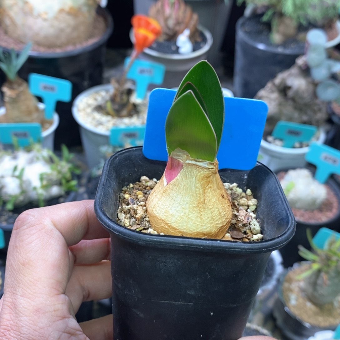 灯台百合一个多肉植物