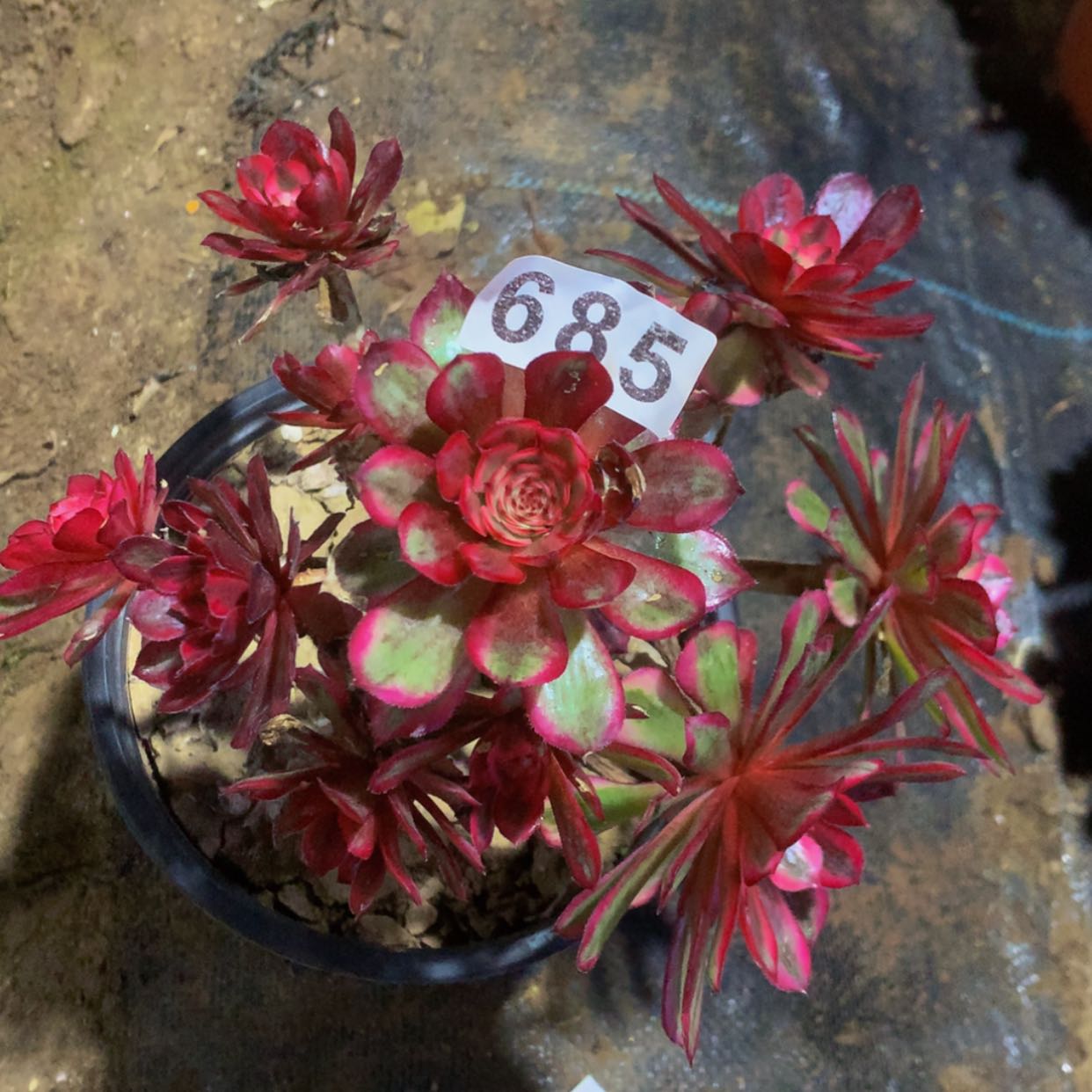 【闪购商品】685白月光多肉