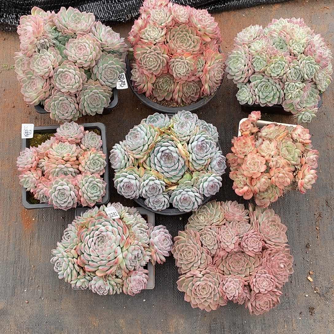 如***令3282生日福利～8颗16～24厘米