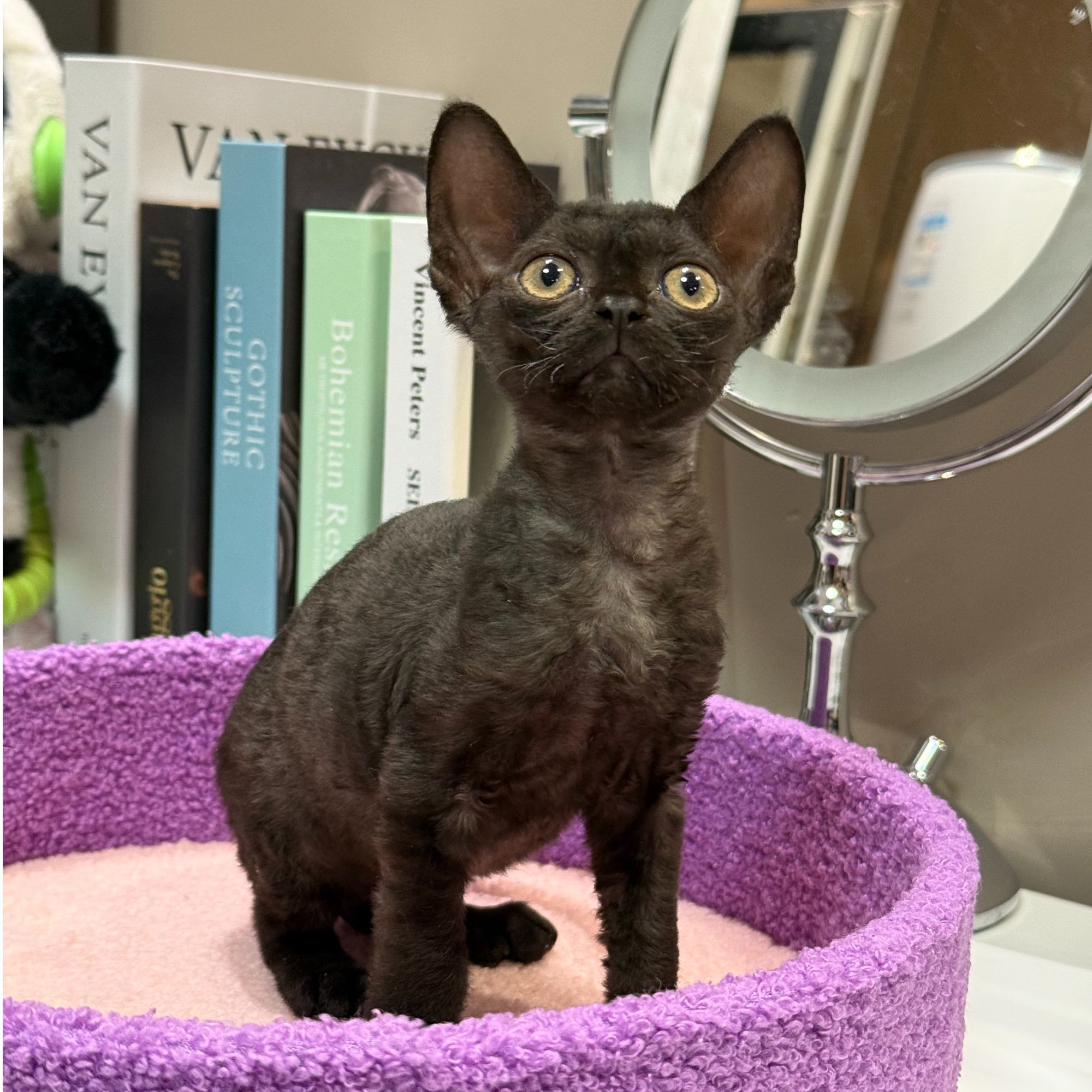 甜七德文卷毛猫—纯黑妹妹（毛豆）
