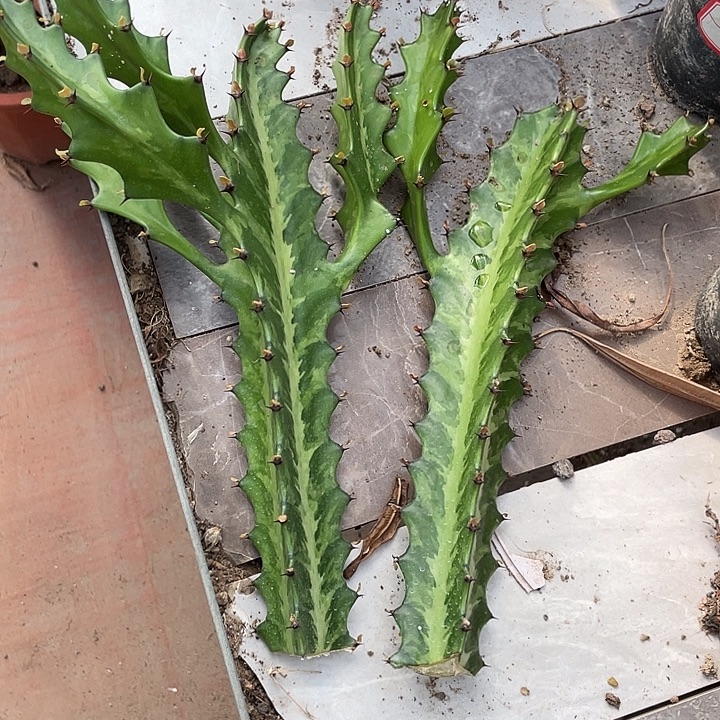 无花朵无根龙骨锦一物一拍两颗