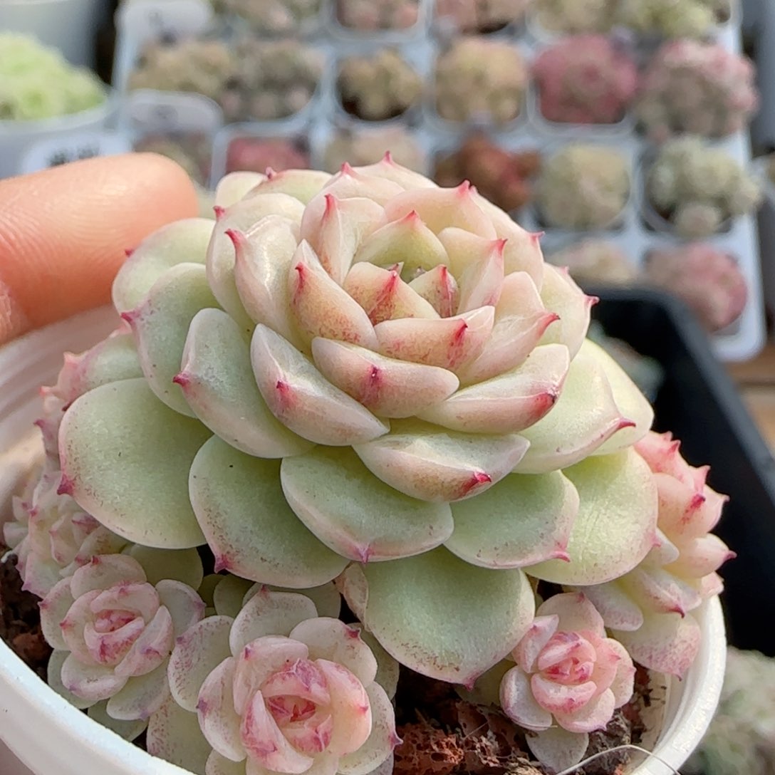 【闪购商品】0125-37钻石纹小魔仙优选