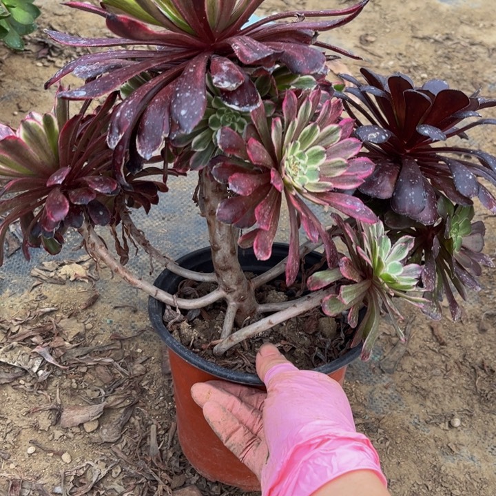 334粉墨多肉法师不包断枝