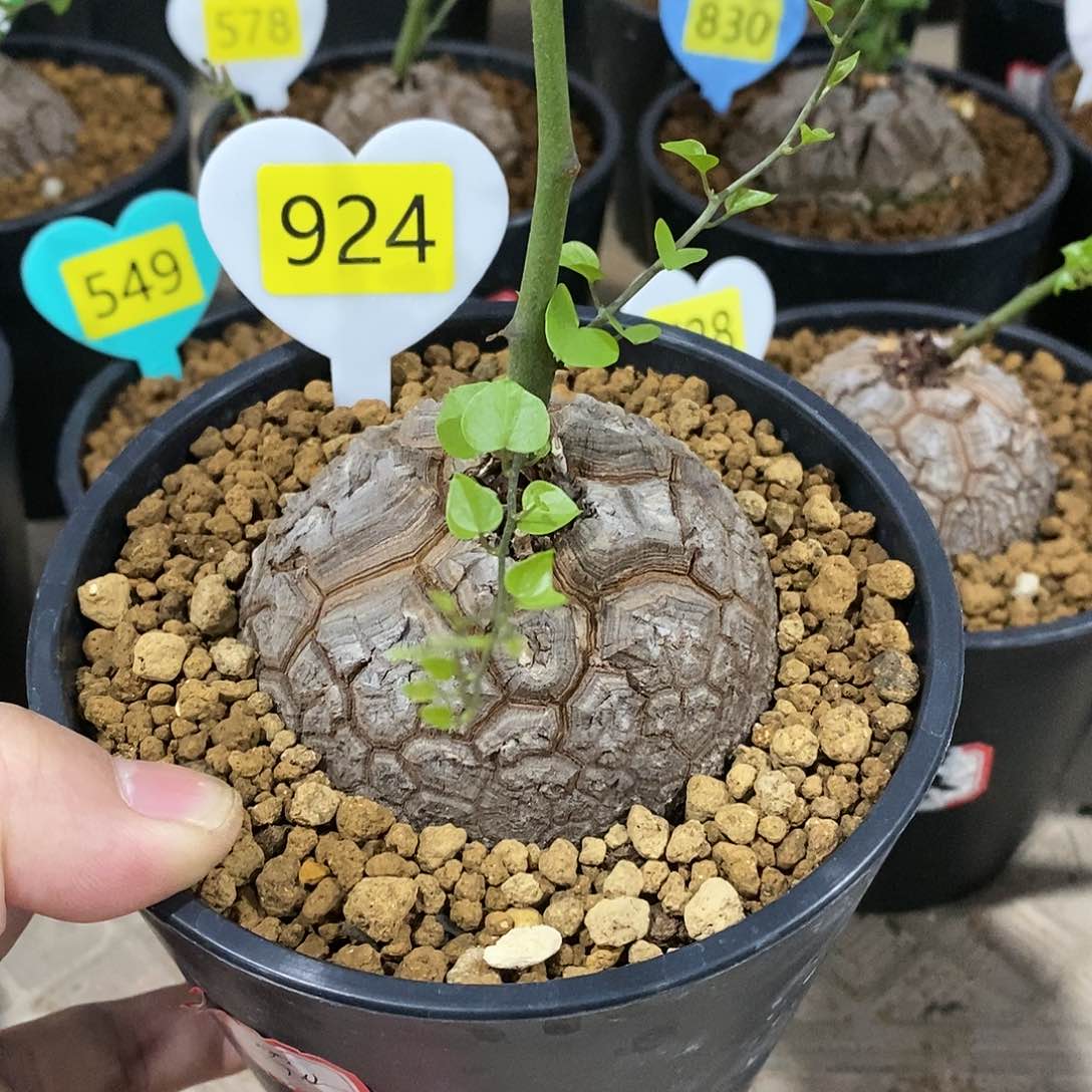 南非龟甲龙龟甲龙