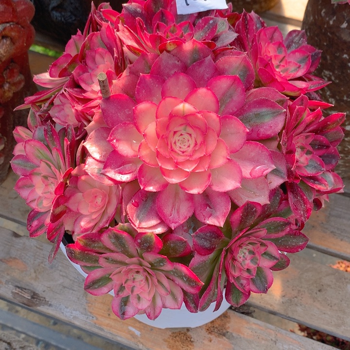 183倾城捧花朵朵