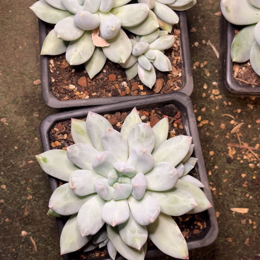 *****伊丽莎白脱土发货。。