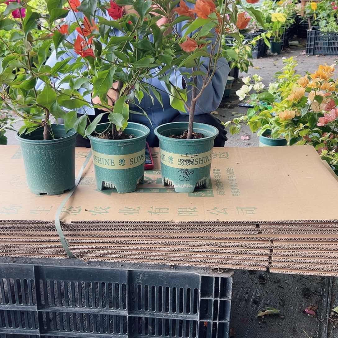 当前无花栽培后可以开花橙桑巴，红桑巴，酒红桑巴组合