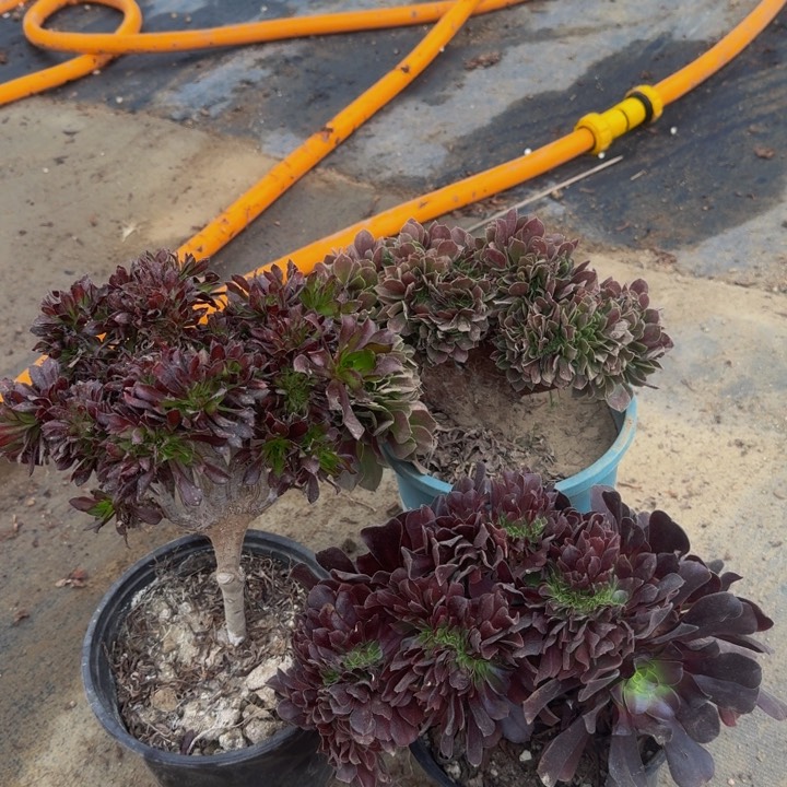 特特特特特特特特26