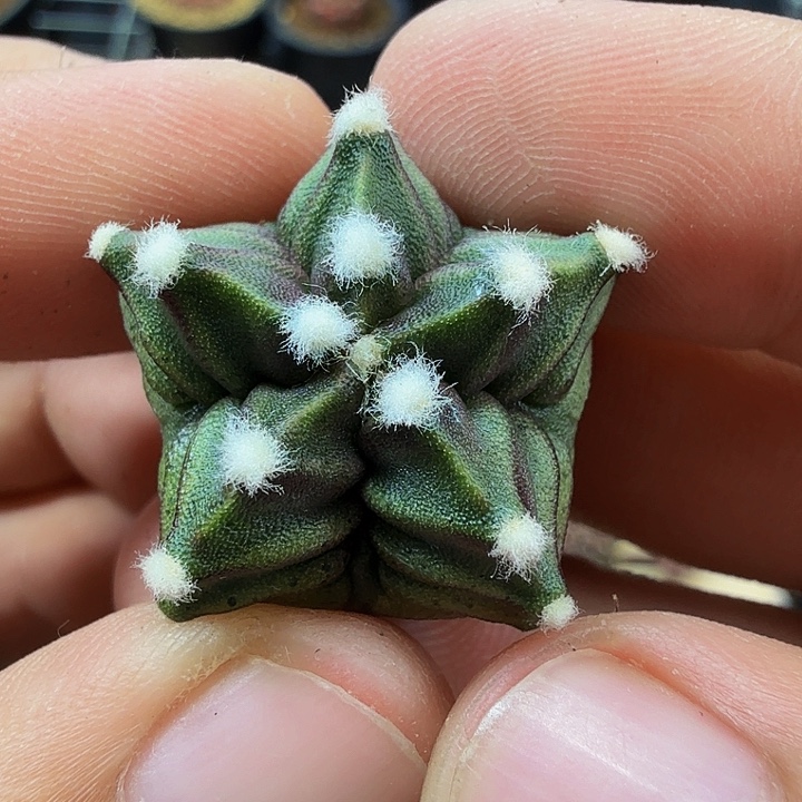 当前无花朵，栽培后可花朵