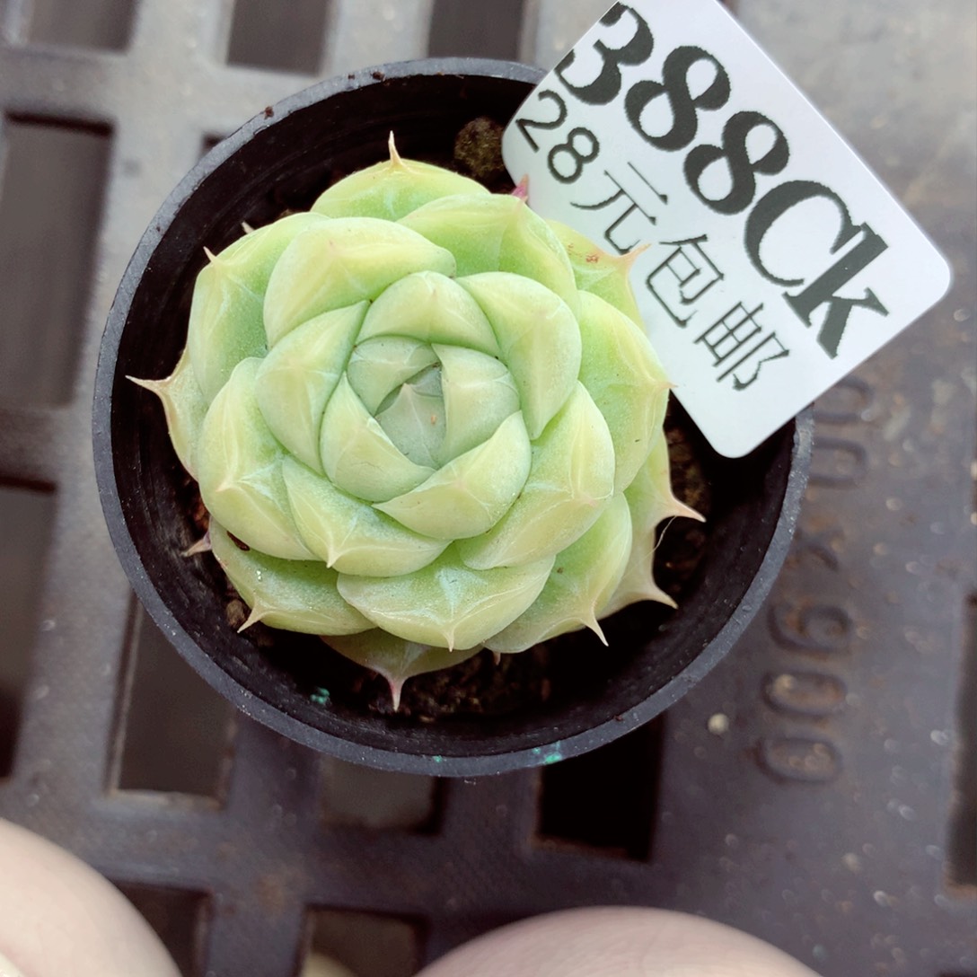 5厘米盆精控多肉388