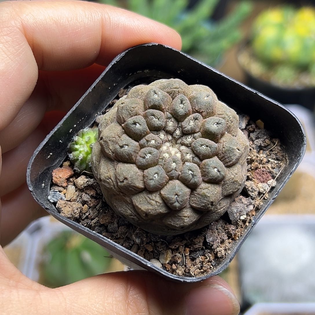 蜥蜴皮一颗一颗一颗